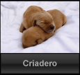 Criadero