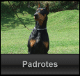 Padrotes